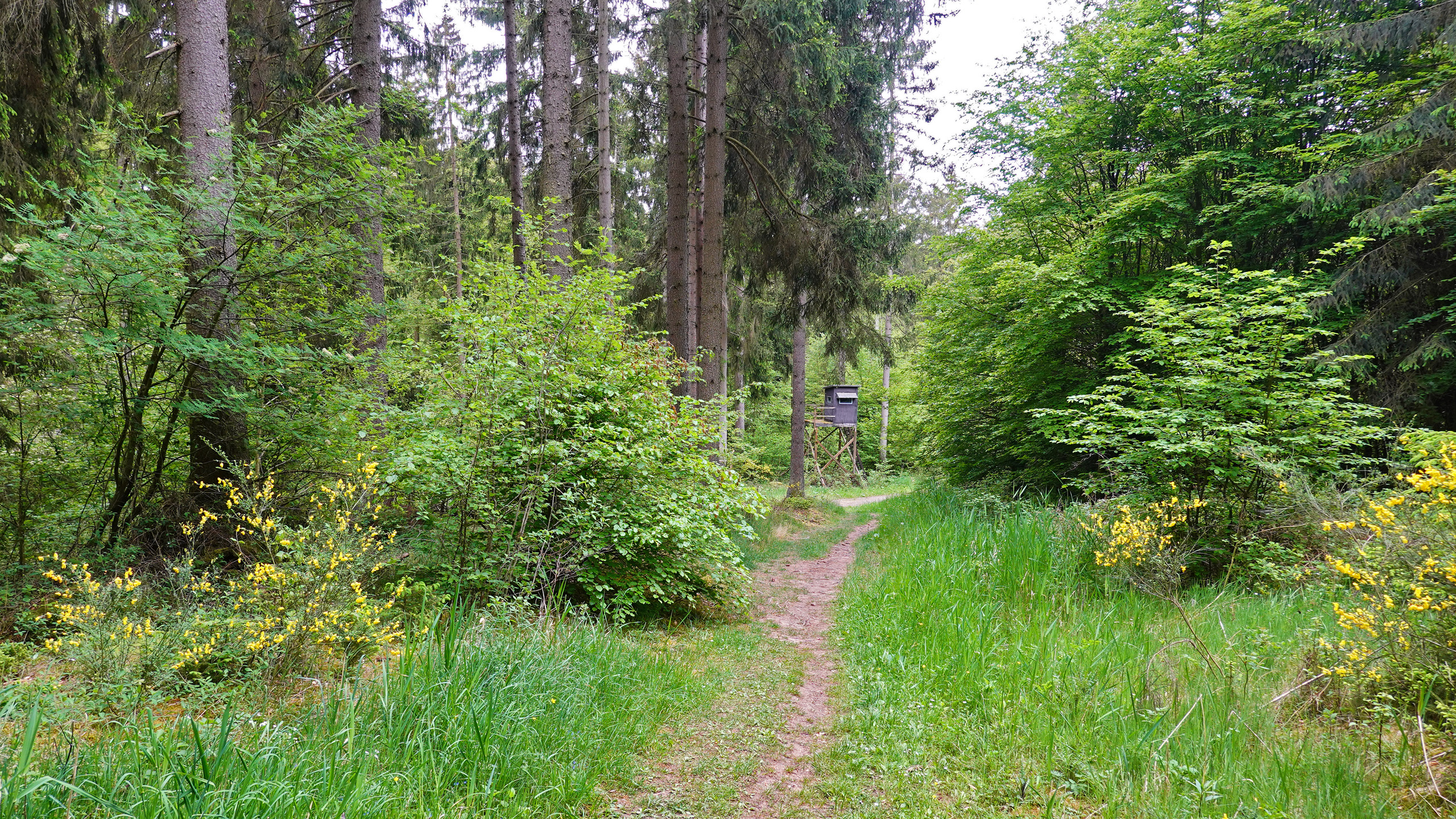 Hochsitz am Wanderweg
